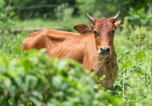 cow, indian cow, cattle, nature, india, livestock, animal, ruminant, pasture, mammal, horns, meadow, agriculture, farm, portrait